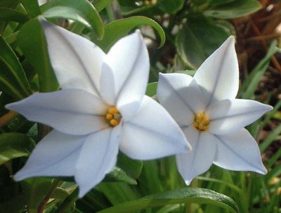 ipheion