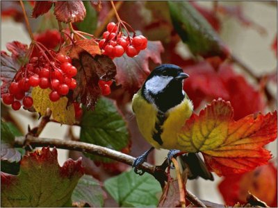 Great Tit