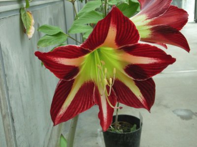 hippeastrum