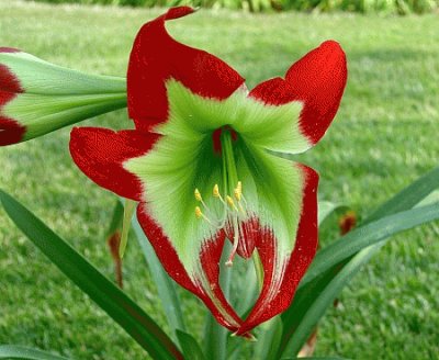 hippeastrum