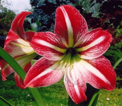 hippeastrum