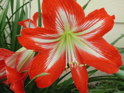 hippeastrum