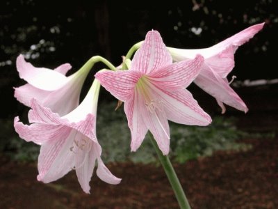 hippeastrum