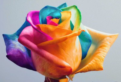 Colored Rose