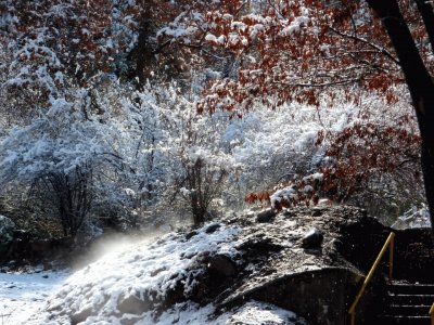 Ãrboles nevados