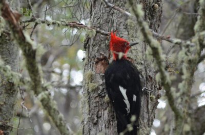 PÃ¡jaro Carpintero