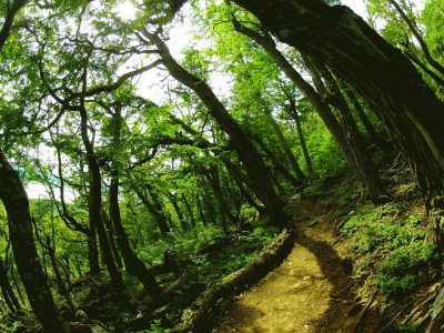 Camino en el bosque