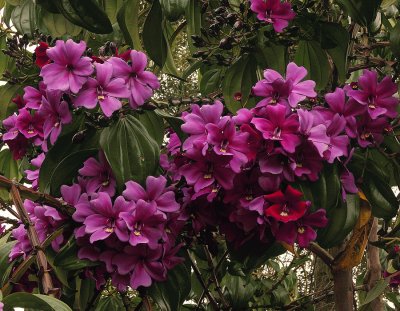 fleurs: meriania nobilis pourpre