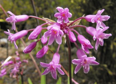 tulbaghia