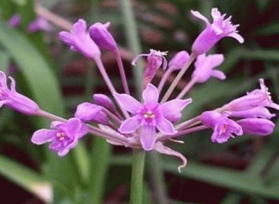 tulbaghia