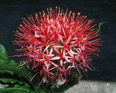 scadoxus