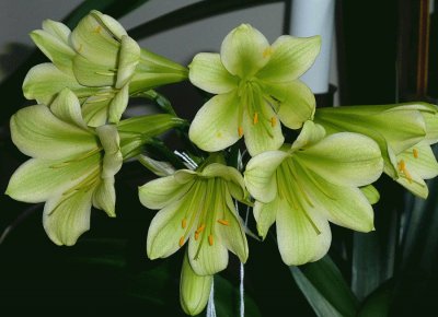 clivia green