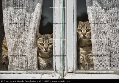 Â¿ quÃ© miran los gatos?