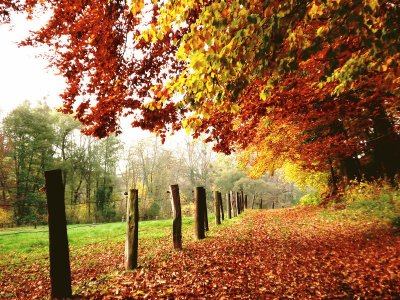 autum