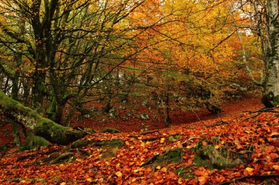 otoÃ±o