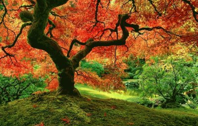 arbol