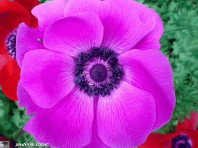 anemone