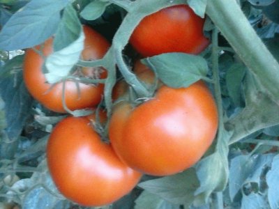 tomates