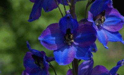 delphinium