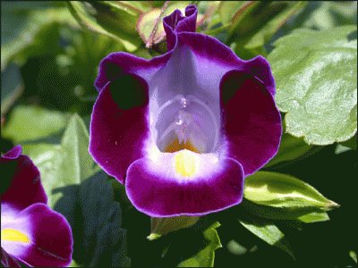 torenia