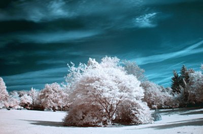 infrared tree