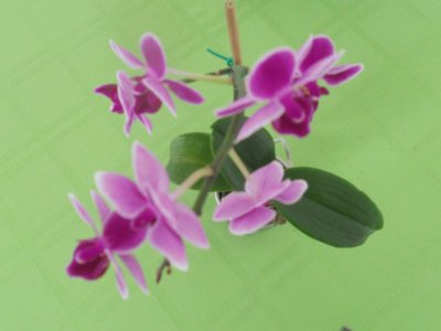 Hermosas OrquÃ¬deas