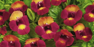 torenia