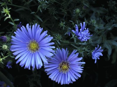 aster