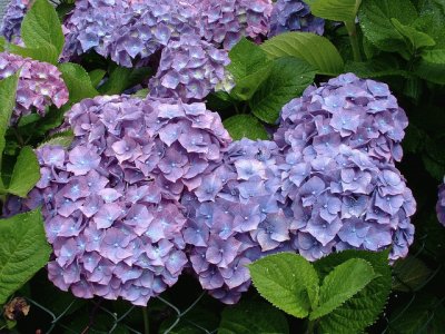 hortensia