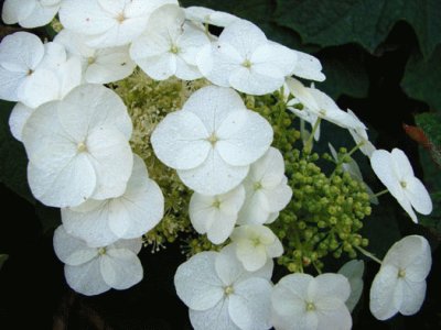 hydrangea