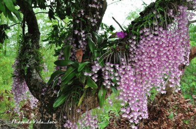 Orquidea na Ãrvore