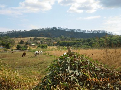 Cavalos Pastando