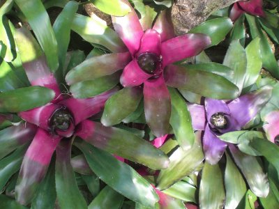 Bromelia3