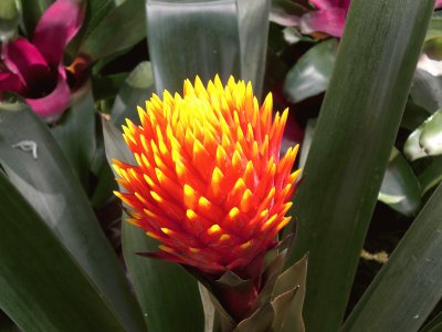 Bromelia4