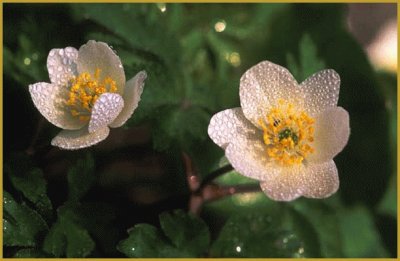 anemones