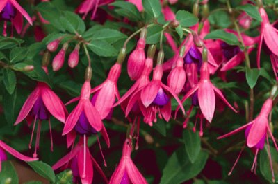 fuchsia