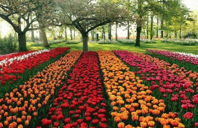 tulipas