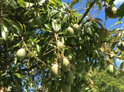 mango tree