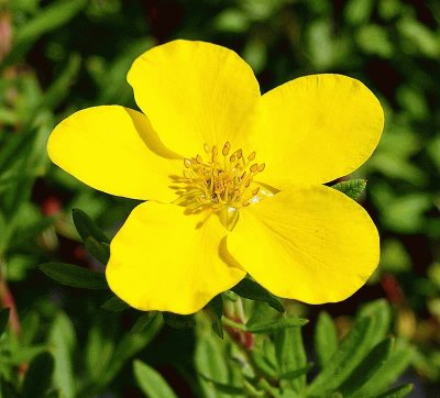 potentilla