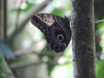 Mariposa Buho