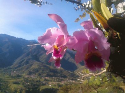 orquÃ­dea