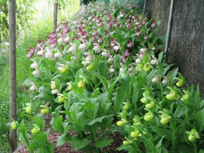 orquÃ­dea