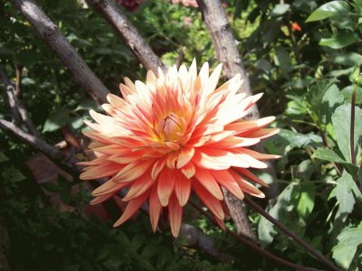 dahlia