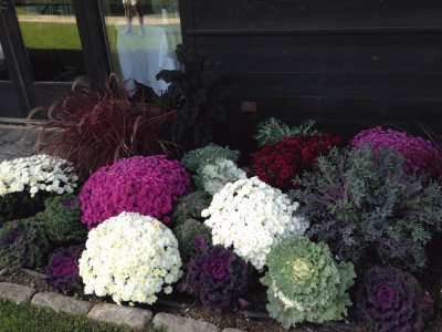 Plants outside the VonTrapp Mountain Vermont