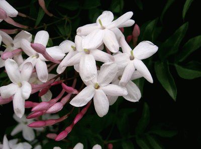 jasmin