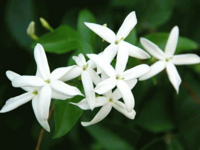 jasmin