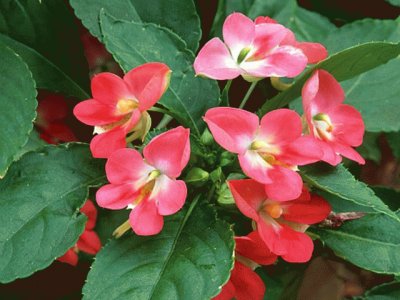 impatiens