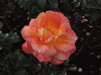 Rosa