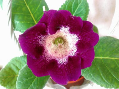 gloxinia