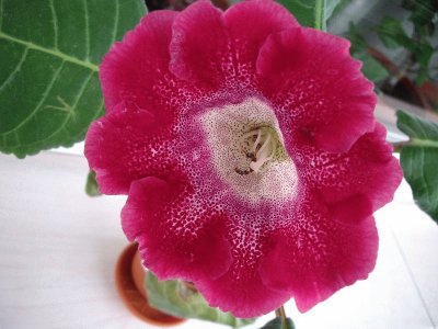 gloxinia